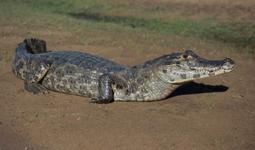  Menino de um ano é atacado por jacaré e tem braço amputado