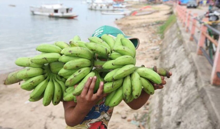  Pará produz 380 mil toneladas de banana